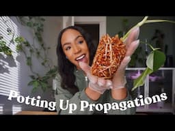 Potting Up Propagations | philodendron, alocasia, monstera, etc! 🌱🫶🏽