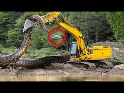 The Biggest Snakes Ever Discovered 2024