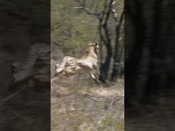 Watch Cheetah Brothers Take Down Antelope #cheetah #wildlife #animals