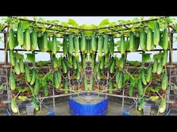 GROW CUCUMBERS IN PLASTIC BOXES LIKE A PRO!