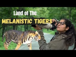 Land of The Melanistic Tigers| Exploring Simlipal Tiger Reserve