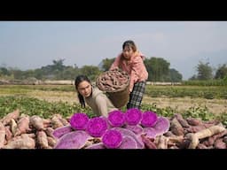 harvesting purple sweet potatoes for sale at market, farm life, SURVIVAL ALONE