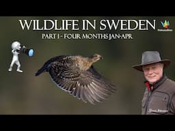 WILDLIFE PHOTOGRAPHY II Bird photography in Sweden Year 2024. Part 1. Four month - January to April