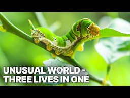 Unusual World - Three Lives in One | Nature Documentary