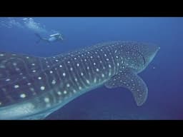 Whale shark casually drifts right through group of scuba divers