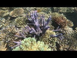 Where are Coral Reefs located?