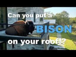 TimberTips - Can my rooftop hold a Bison?