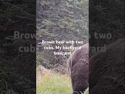 brown bear with two cubs. my backyard trailcam in Alaska. #bears #brownbear