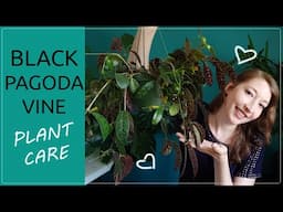 BLACK PAGODA VINE PLANT CARE! How To Grow Aeschynanthus Longicaulis / Zebra Basket Vine House plant