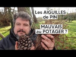 Est-ce que les aiguilles de pin acidifient le sol ?