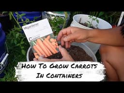 How To Grow Carrots In Containers or 5 Gallon Buckets