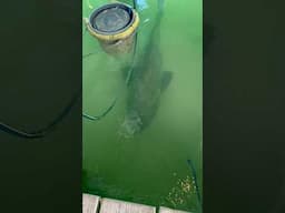 Check Out This GIANT Goliath Grouper!