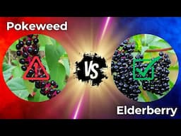 🫐 Pokeweed vs Elderberry (How To Tell The Difference) 🌿