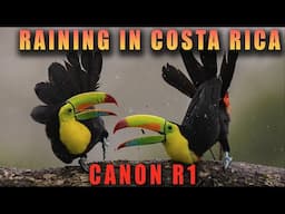 Raining in Costa Rica - Canon R1 Wildlife Video Samples