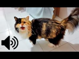 FEMALE CAT IN HEAT MEOWING MATE CALLING  - PRANK YOUR PET