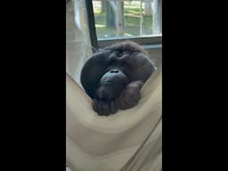 Tired Orangutan