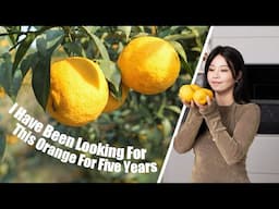 It took me five years just to find the right oranges…|复刻宋代名菜蟹酿橙，光橙子就找了五年…