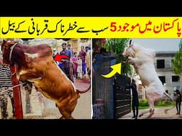 5 Most Dangerous Qurbani Cow In Pakistan | پاکستان میں موجود سب سے خطرناک قربانی کے بیل | DREAM FACT