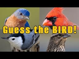 How well do you know your backyard birds? (25 question QUIZ about the common birds in North America)