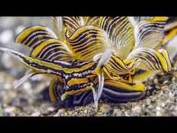 Nudibranchs in Motion | Wonderful Diving at Tawali Resort Milne Bay | Papua New Guinea 2024 | 4K