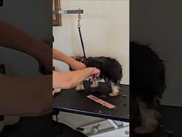 Yorkie Puppy Pixel's first outline trim - Yorkshire Terrier puppy grooming  #groomingsession