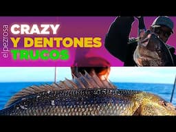 Trucos para pescar Dentones: Crazy Sand eel