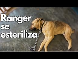 Ranger es esterilizado en Miahuatlán de Porfirio Díaz