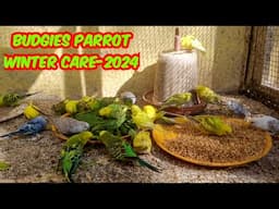 Budgies Parrot Winter Care 2024 || बजरी तोतो का सर्दियों में कैसे रखे ख्याल -2024||