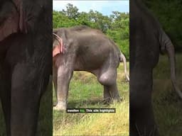 Treating a Balloon-Like Leg in the Rainforest Mud