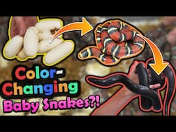 Baby Color-Changing Milksnakes Hatching!!