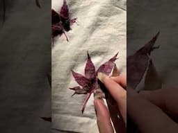 Eco Printing with Maple Leaves 🌿 #naturaldye #ecoprinting #plantdye