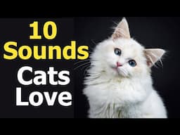 10 Sounds Cats Love To Hear The Most