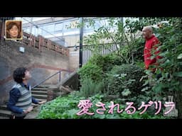 GGTV Japanese TV visit Richard and his thriving guerrilla gardens now 18 years old