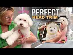 Trim a Fluffy Dog's Head- step by step