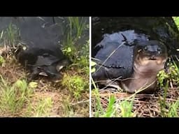 Turtle & Two Baby Alligators