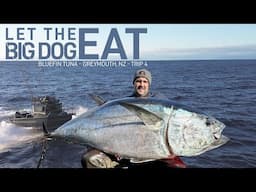 LET THE BIG DOG EAT - Bluefin Tuna - Trip 4, Greymouth, New Zealand