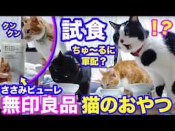 2024ｰ12−08 保護猫たちの「ほっこり猫ライブ」ハッチ＆マック＋黒猫めめ＋がんサバイバーママ Cat live Stream in Japan -Cat Life TV