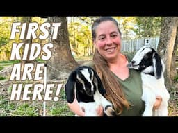 1st Baby Goats Of The Season! | Live Goat Birth