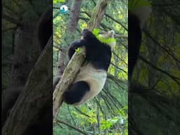 #panda #wildlife #forest #wildanimals #indianwildlife #forest #ytshorts #youtubeshorts #viral