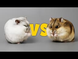 Key Differences: Winter White and Campbell Hamsters