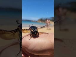 Large Christmas Beetle Found At The Beach #bugs #beetles