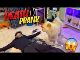 Death Prank On My Dog 🐶 Sheero