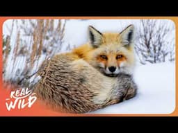 The Unique Wildlife of Yellowstone National Park