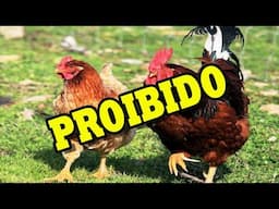 PROIBIDO