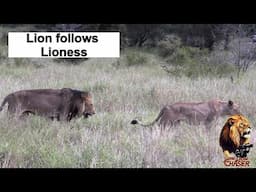 The Lion Chaser - Shishangaan Male Lion Mfowethu Following The Satara Lion Pride