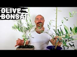 Making an Olive Bonsai Part 3 | Growing Olive Trees From Cuttings