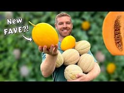 How To Grow Cantaloupe Melons From START TO FINISH - Full Guide + BONUS Melon Variety