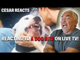 Reacting To Vicious Dog That Bites Woman’s Face ON LIVE TV! | Cesar Reacts #4