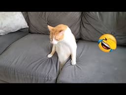 New Funniest Animals 2024 😂 Best Funny Cats and Dogs 😻🐶 Part 26