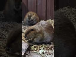 Beavers Juniper and Fenn Relaxing